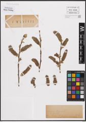 Foto von Salix caprea L.